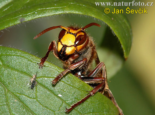 Vespa crabro