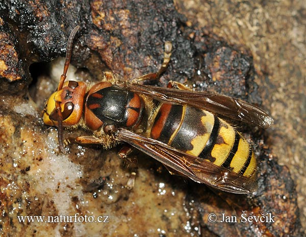 Vespa crabro