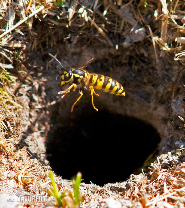 Vespula germanica