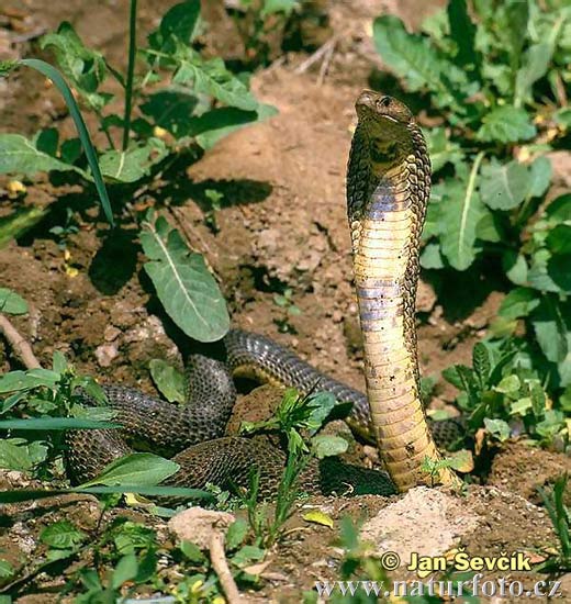 Vidurinės Azijos kobra
