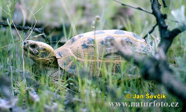 Vierteenlandschildpad