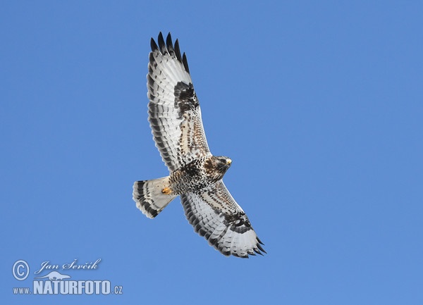 Vilkrura buteo