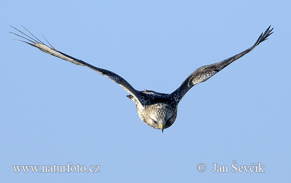 Vilkrura buteo