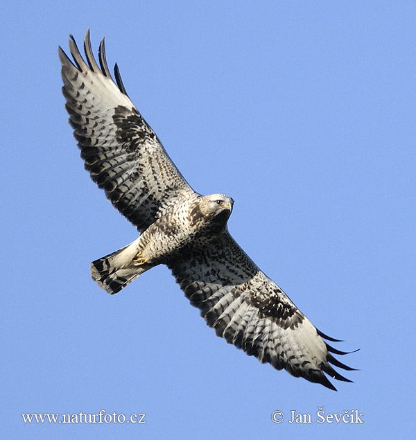 Vilkrura buteo