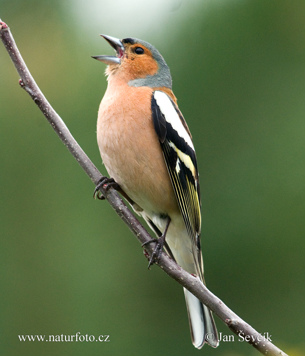 Vink vogel