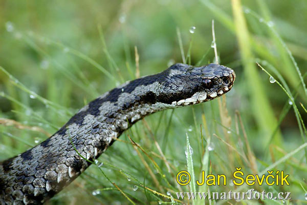 Vipera berus