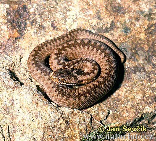 Vipera berus