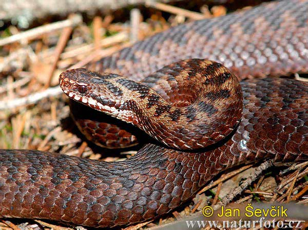 Vipera berus