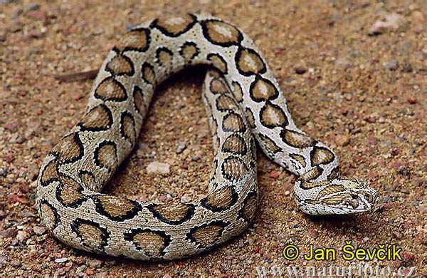 Vipera di Russell