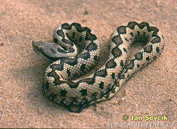 Vipera latastei