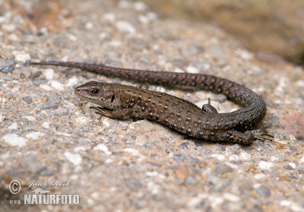 Viviparous Lizard (Lacerta vivipara)