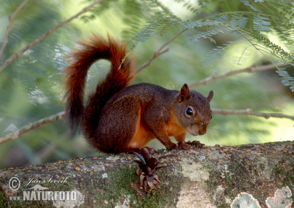 Vörösfarkú mókus