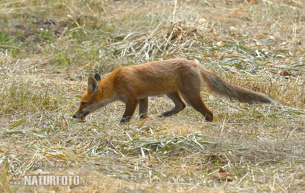 Vulpes vulpes