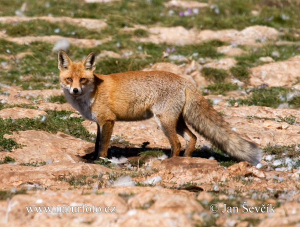 Vulpes vulpes