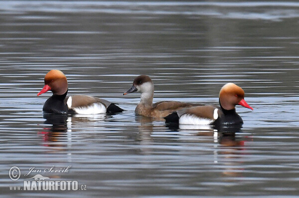 Vịt lặn mào đỏ