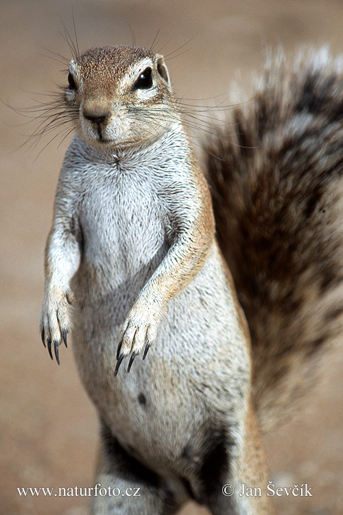 Waaierstertmeerkat