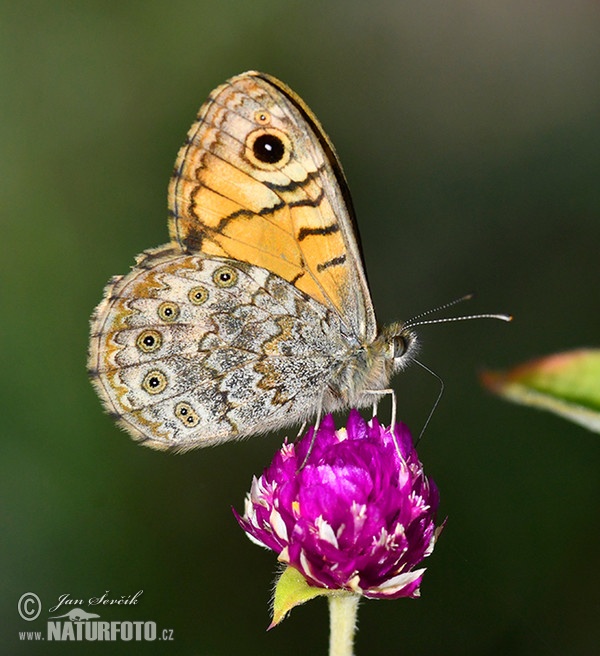 Wall Brown (Lasiommata megera)