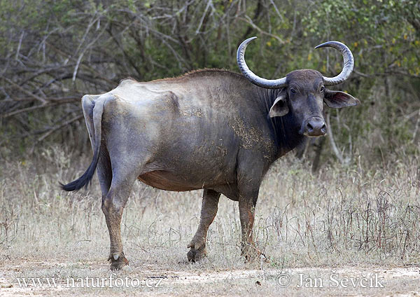 Water Buffalo (Bubalus arnee)