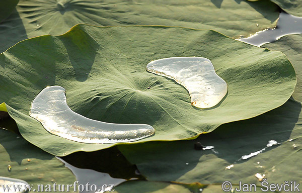 Water lily