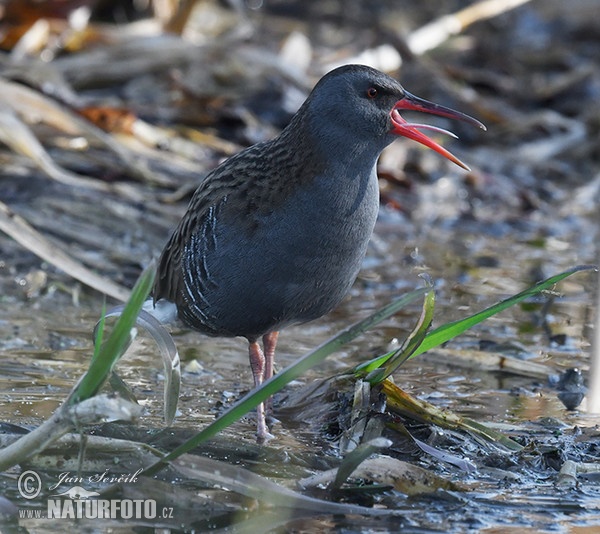 Water Rail (Rallus aquaticus)