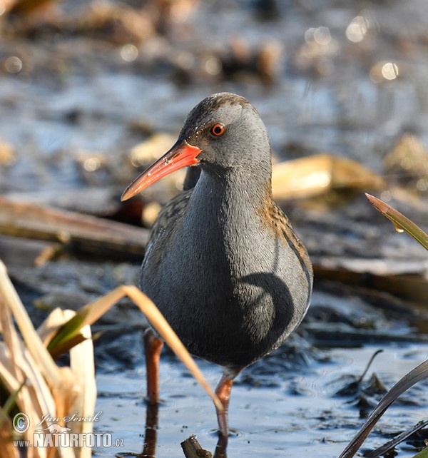 Water Rail (Rallus aquaticus)