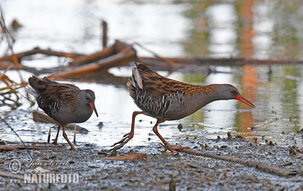 Water Rail (Rallus aquaticus)