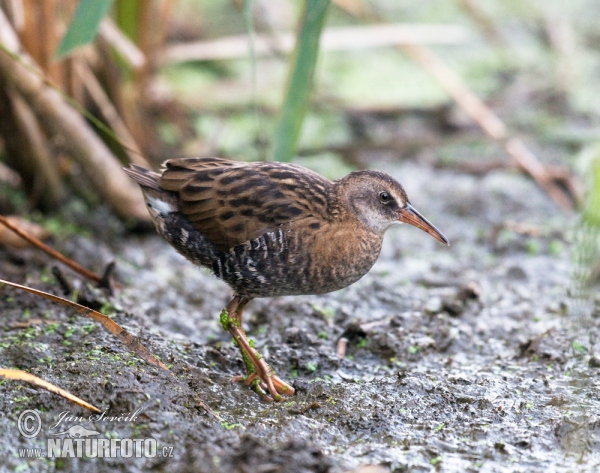 Water Rail (Rallus aquaticus)