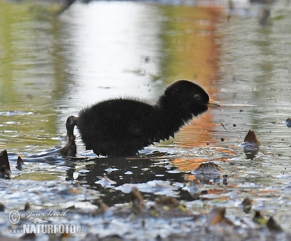 Water Rail (Rallus aquaticus)