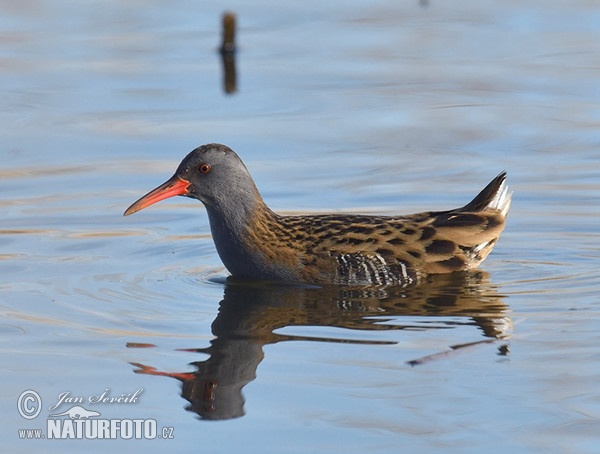 Water Rail (Rallus aquaticus)