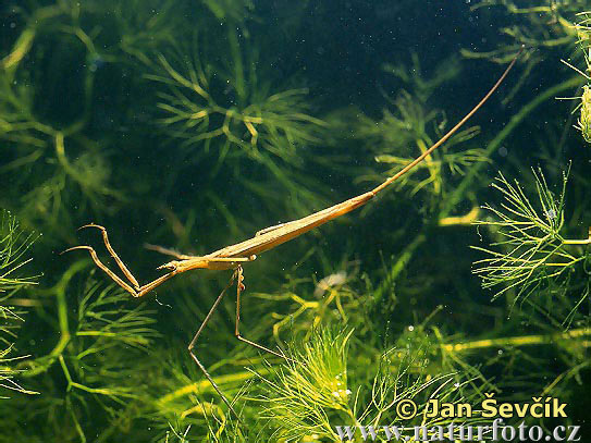 Water Stick Insect (Ranatra linearis)