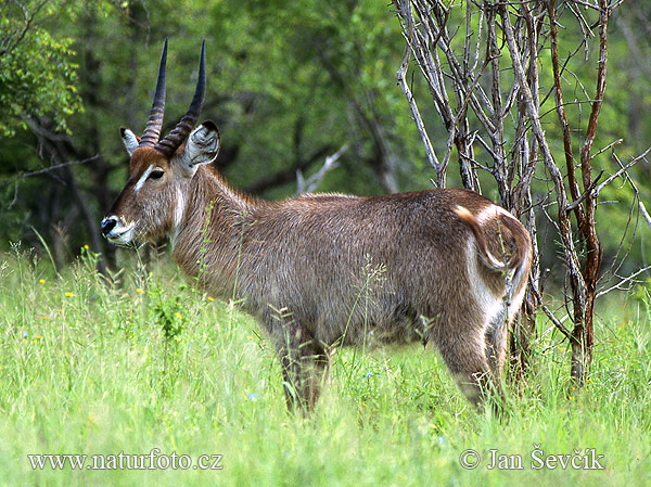 Waterbok