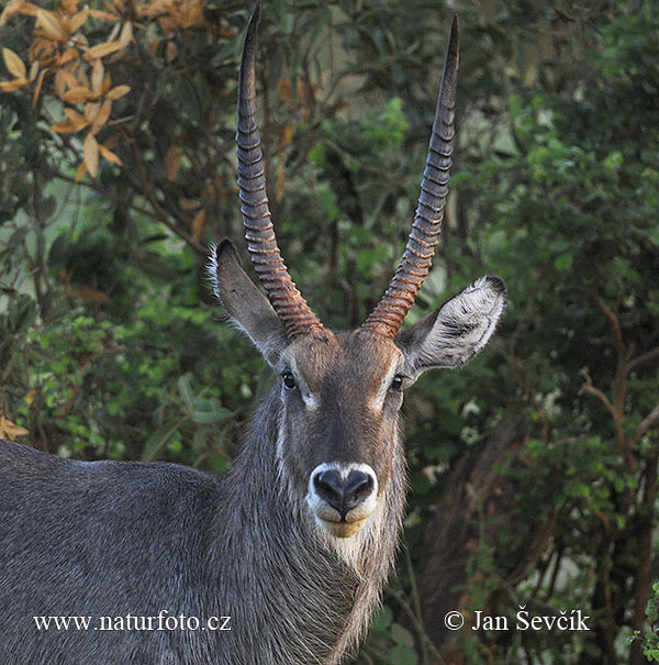 Waterbok