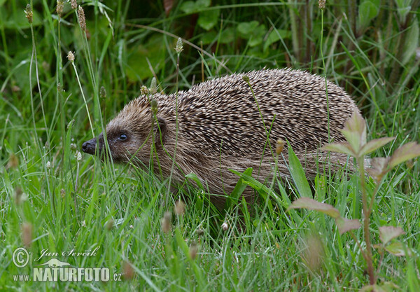 Western Hedgehog (Erinaceus europaeus)