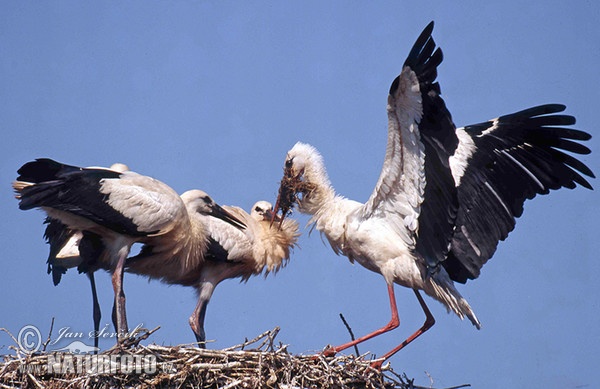 White Stork (Ciconia ciconia)