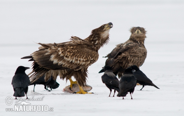 White-tailed Eagle (Haliaeetus albicilla)