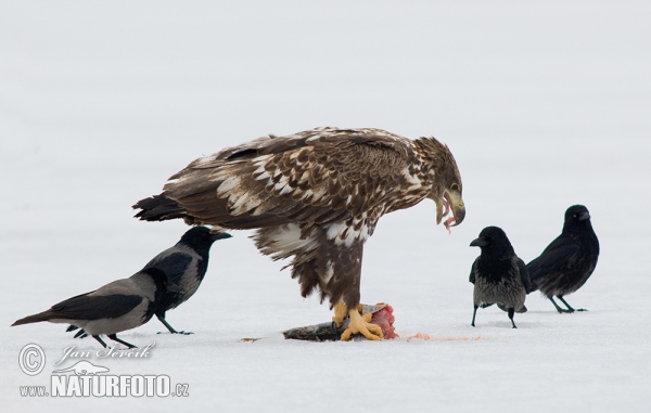 White-tailed Eagle (Haliaeetus albicilla)