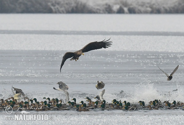 White-tailed Eagle (Haliaeetus albicilla)