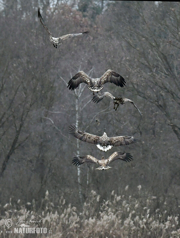 White-tailed Eagle (Haliaeetus albicilla)