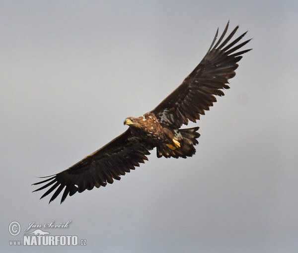 White-tailed Eagle (Haliaeetus albicilla)