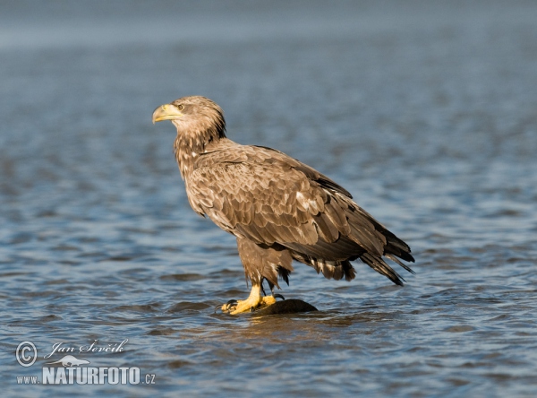 White-tailed Eagle (Haliaeetus albicilla)