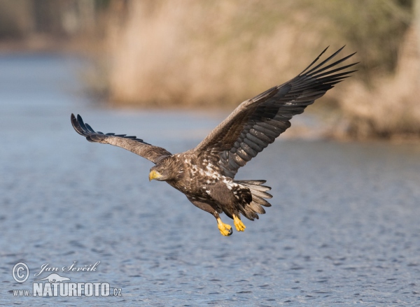 White-tailed Eagle (Haliaeetus albicilla)