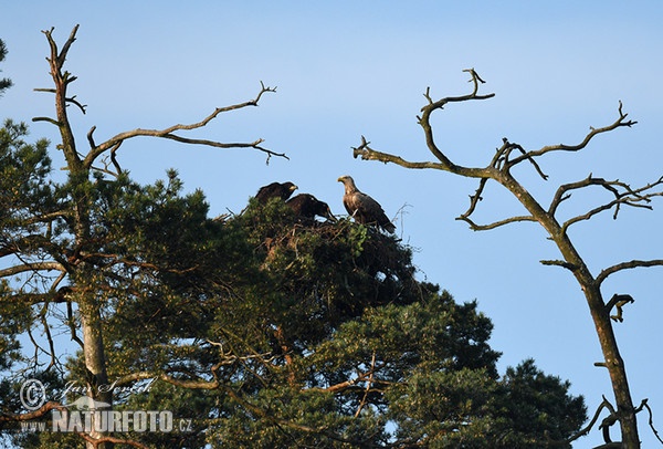 White-tailed Eagle (Haliaeetus albicilla)