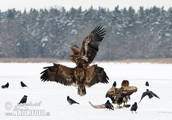 White-tailed Eagle (Haliaeetus albicilla)
