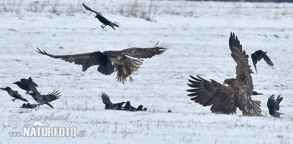 White-tailed Eagle (Haliaeetus albicilla)