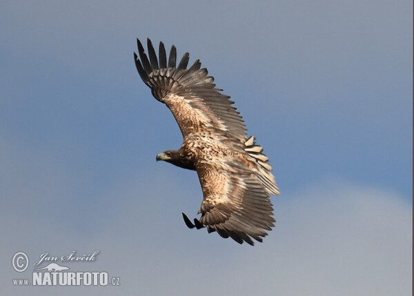 White-tailed Eagle (Haliaeetus albicilla)
