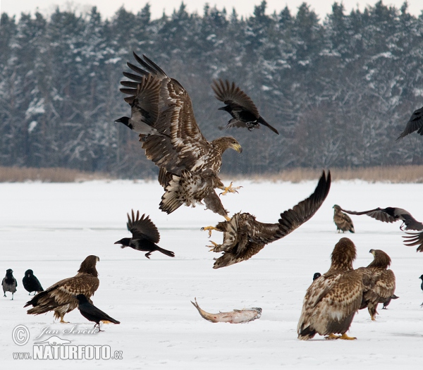 White-tailed Eagle (Haliaeetus albicilla)