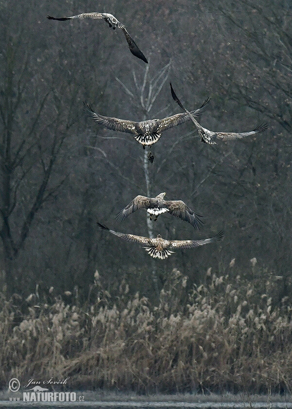 White-tailed Eagle (Haliaeetus albicilla)