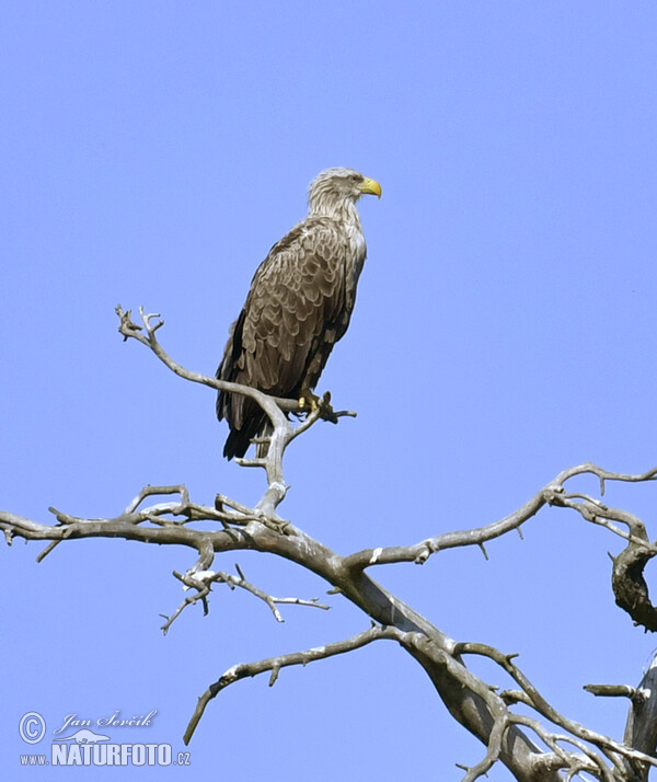 White-tailed Eagle (Haliaeetus albicilla)