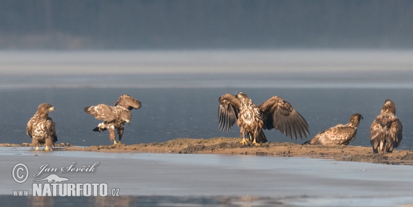 White-tailed Eagle (Haliaeetus albicilla)