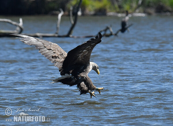 White-tailed Eagle (Haliaeetus albicilla)